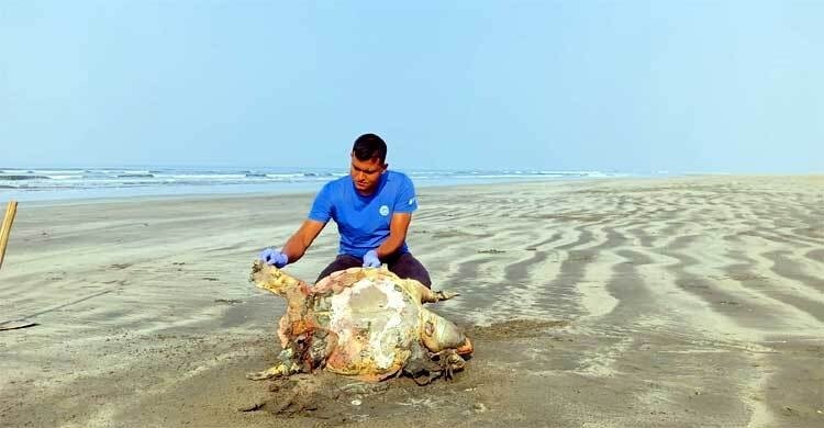 বঙ্গোপসাগরে মৃত্যুফাঁদ, বিলুপ্তির শঙ্কায় পান্না কাছিম