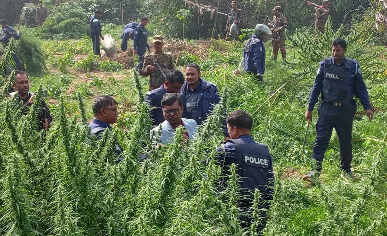 খাগড়াছড়ির দূর্গম পাহাড়ে গাঁজার চাষ  ৩০ কোটি টাকা মূল্যের গাঁজা ক্ষেত ধ্বংস করলো প্রশাসন