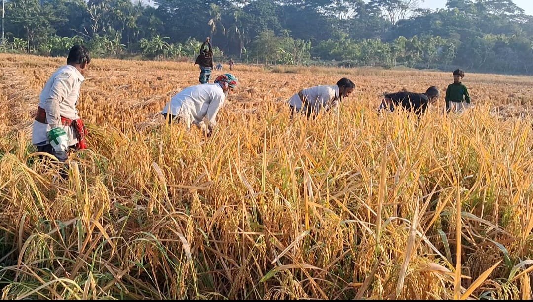 ধান কাটায় ব্যস্ত পরিযায়ী শ্রমিক: মাঠে ফিরে এসেছে মৌসুমি প্রাণ