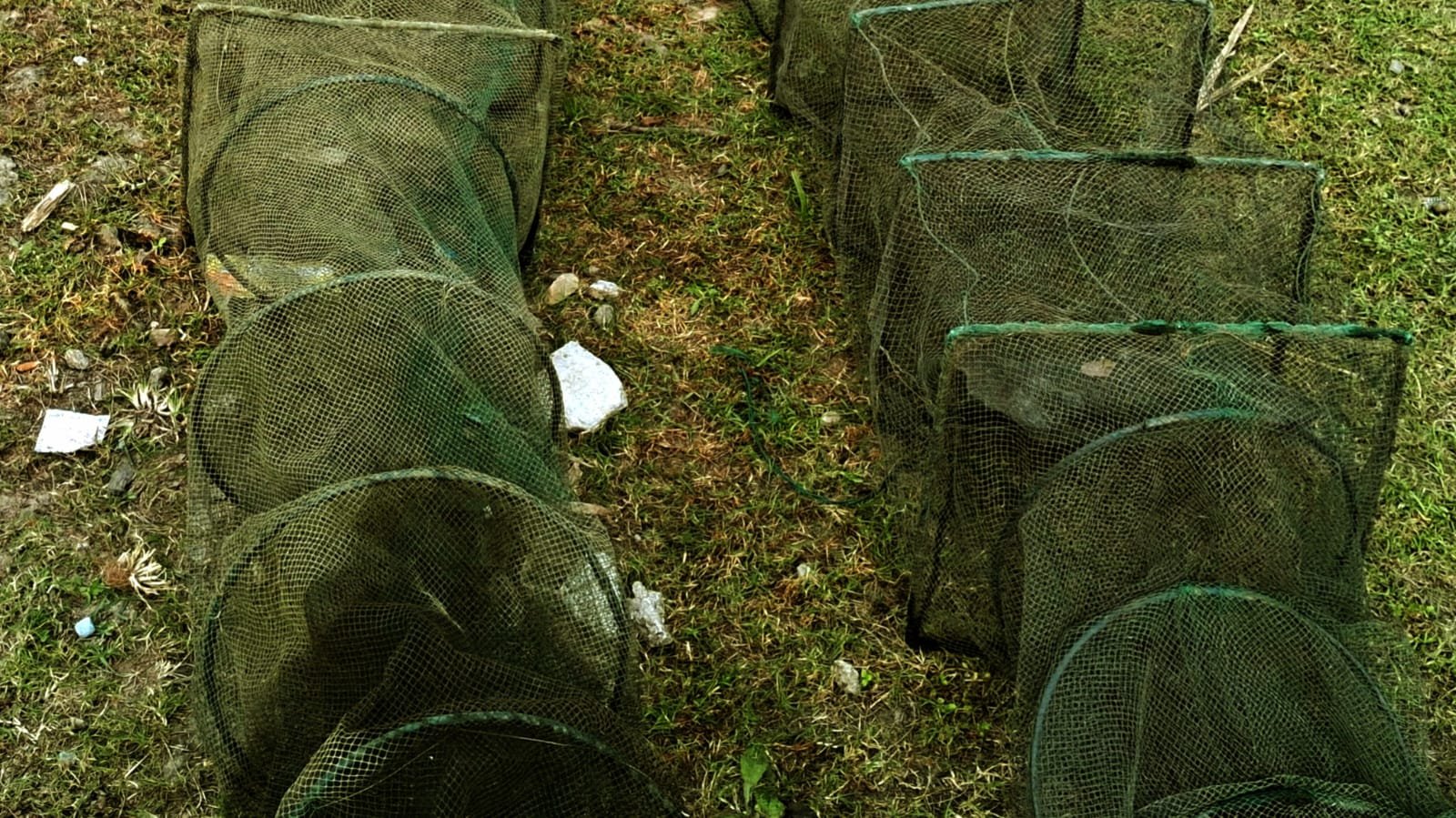 চায়না বুচনায় মাছ শূন্য জলাশয়