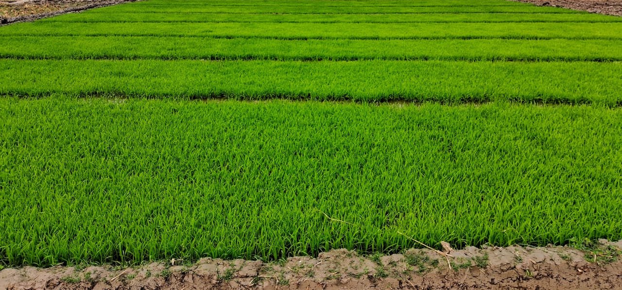 বোরো আবাদ শুরু, ৬ হাজার হেক্টরে চাষের আশা