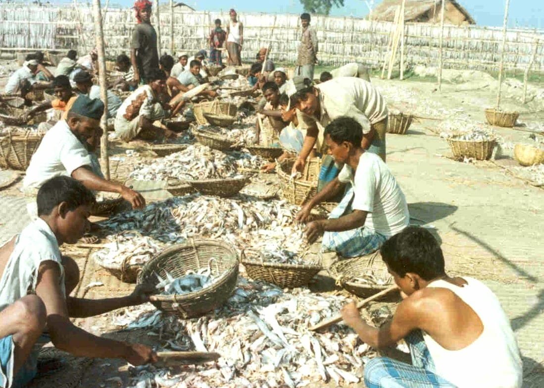 দুবলায় শুরু শুঁটকি মৌসুম, জীবনের ঝুঁকি নিয়ে সাগরে ১০ হাজার জেলে